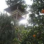 Kibala Çıralı